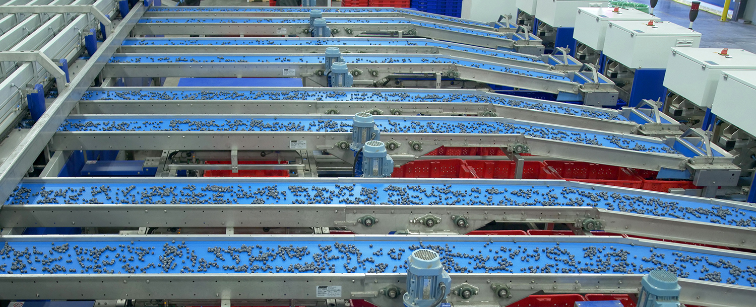  UNITEC blueberry sorting line